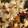 Amelanchier lamarckii meerstammig
